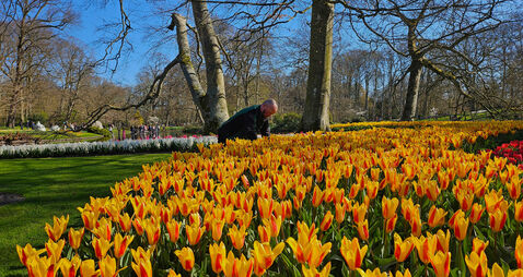 Netherlands Tulips