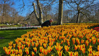 Netherlands Tulips